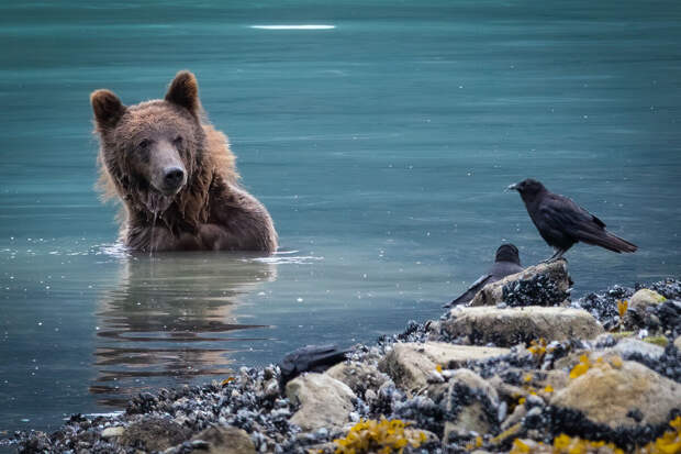 РИА: численность бурых медведей на Камчатке достигла 25 тысяч особей