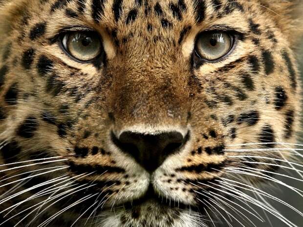 leopards gegen TIGERS - PicArena - BildKampf - leopards pictures, TIGERS pictures, leopards videos, TIGERS videos, leopards phot