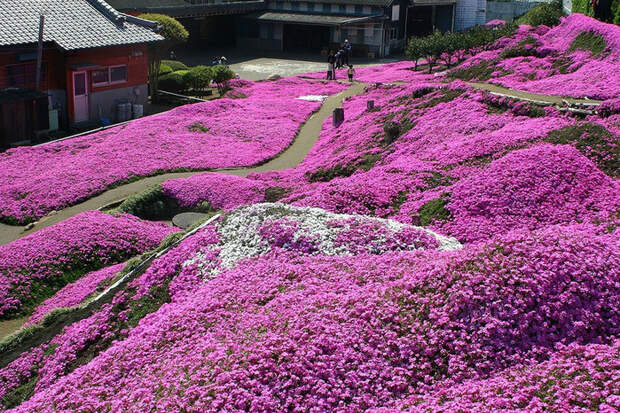 Холм Shibazakura цветение флоксов 6 (700x466, 269Kb)