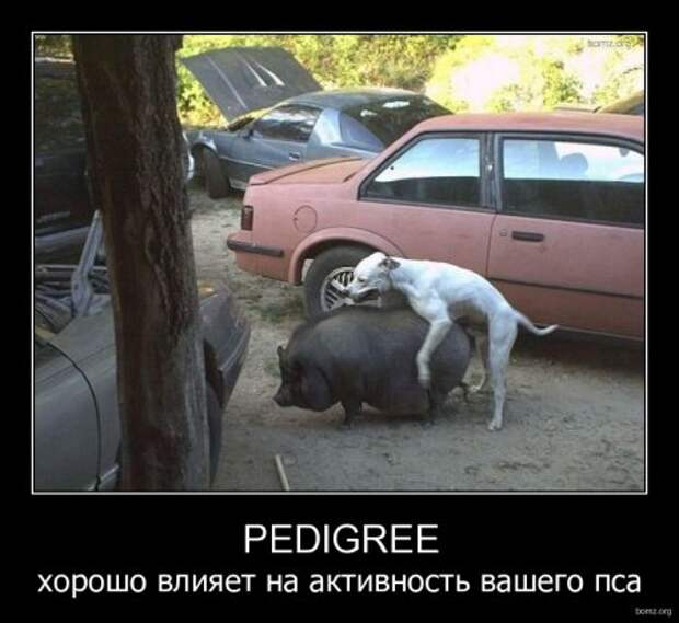 Пятничные демотиваторы, смешно будет всем!