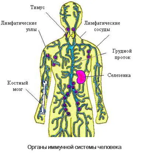 Иммунная система это