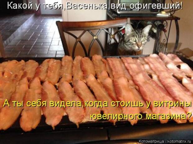 Новая котоматрица (28 фото)