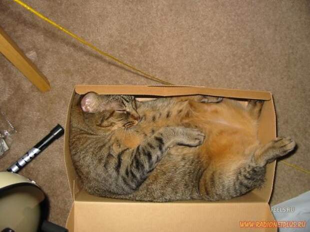 Прикольное зверьё :) (38 фото)