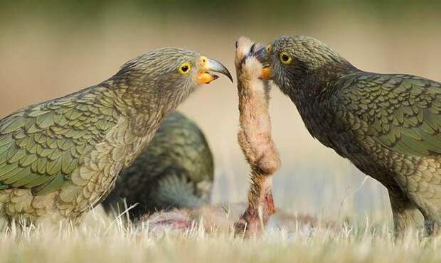 Попугай хищник Кеа - кеа нападает на овец - Интересные факты о попугаях