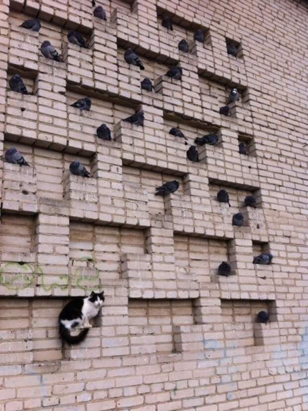 Коты и кошки, много позитива.