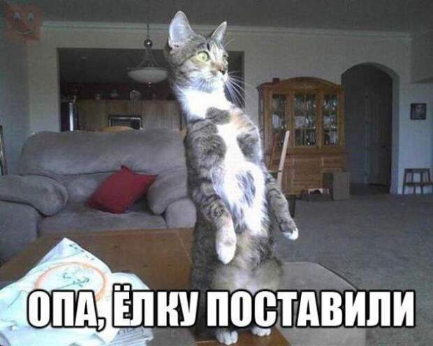 Картинки, юмор, приколы
