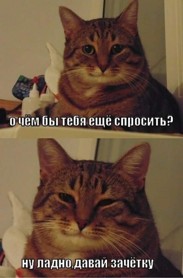 Полосатый кот улыбается