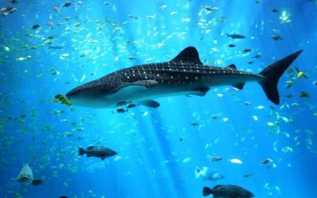 24. Китовая акула животные, факты