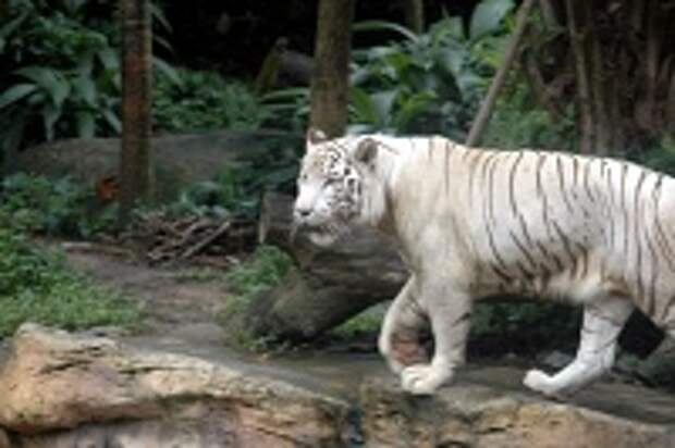 Белые тигры 40