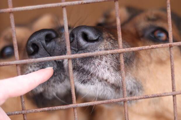 Приют для животных просит рязанцев помочь кормом