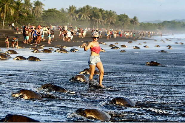 В Коста-Рике люди помешали черепахам отложить яйца животные, экология