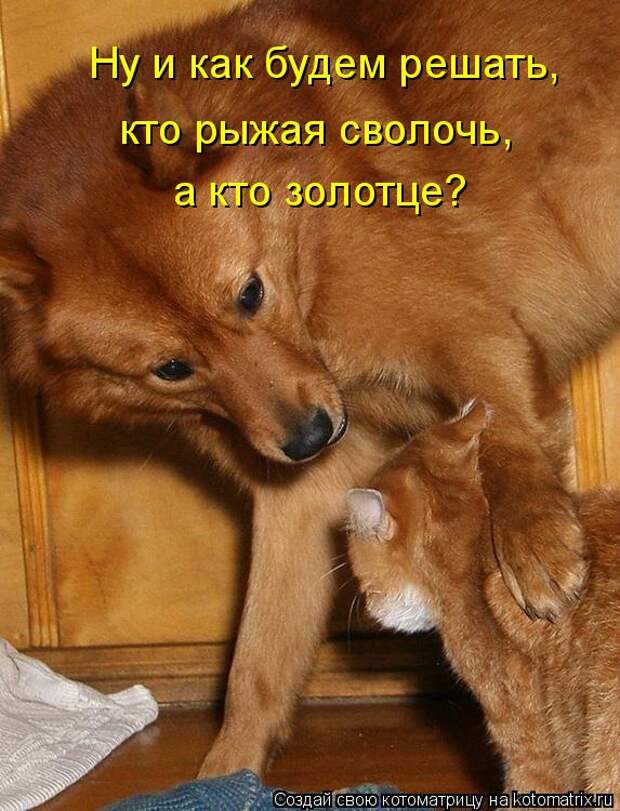 Котоматрица - Ну и как будем решать, кто рыжая сволочь,  а кто золотце?