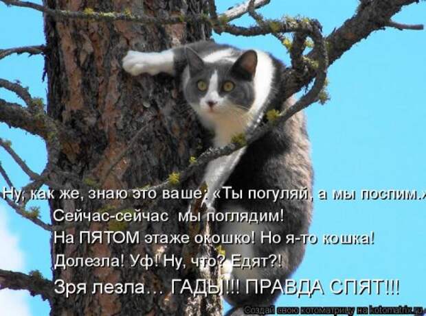 Отличная котоматрица для поднятия настроения (40 фото)