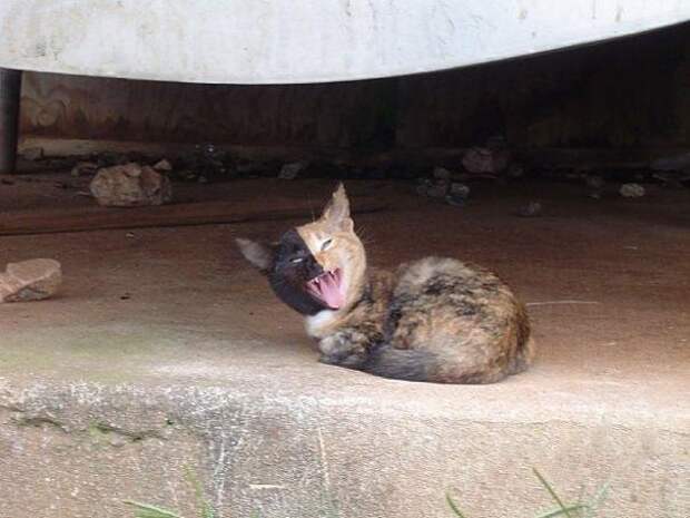 двуликий кот