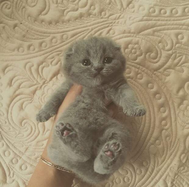 Смешные и забавные кошки