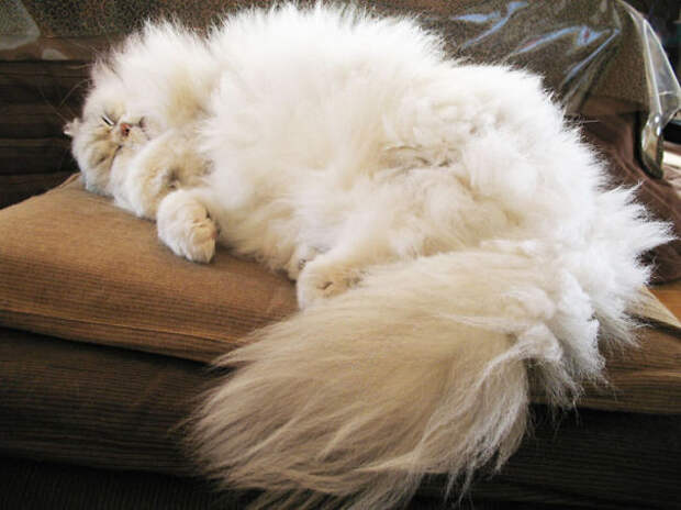 38.  кошка, пушистость, шерсть