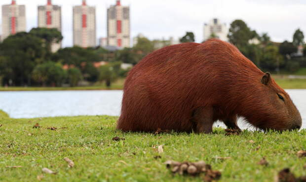 Капибара ускользнула из зоопарка и две недели находится в бегах