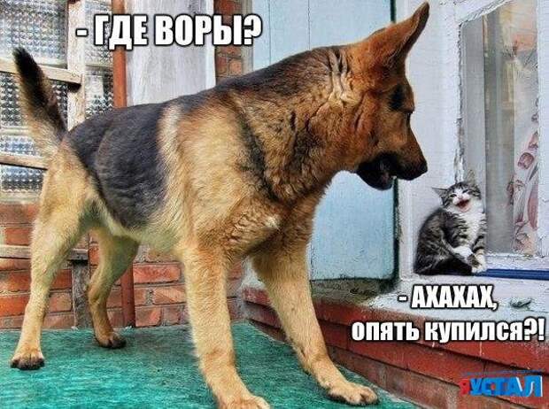 Смешные картинки с надписями прикол, юмор