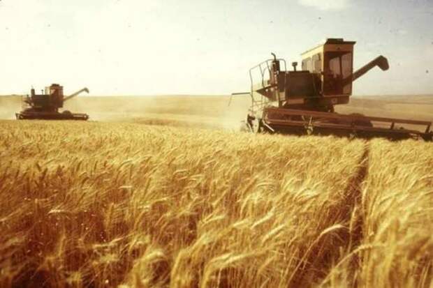 Украинское зерно не спасает мир от грядущего дефицита и голода
