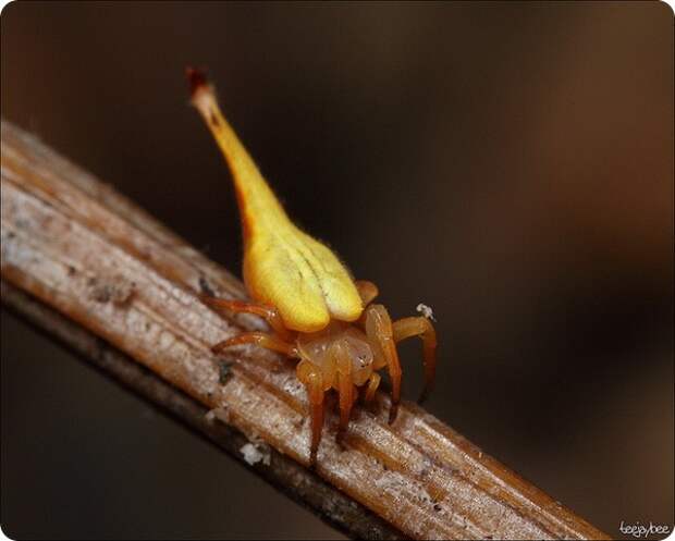 Скорпионохвостый паук (лат.Arachnura higginsi)