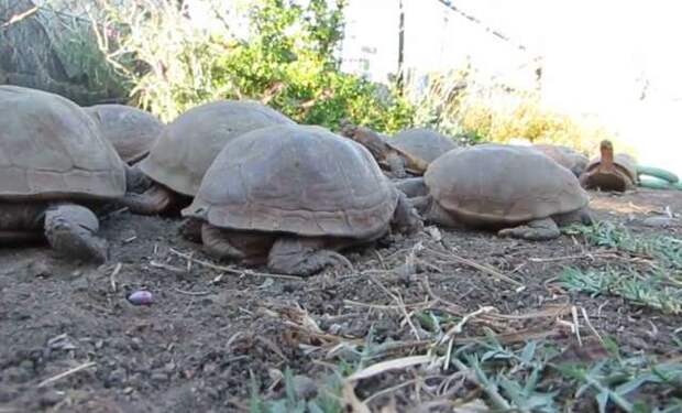 черепахи ползут по земле