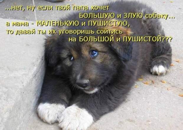 Смешные картинки про собак Смешные картинки про собак