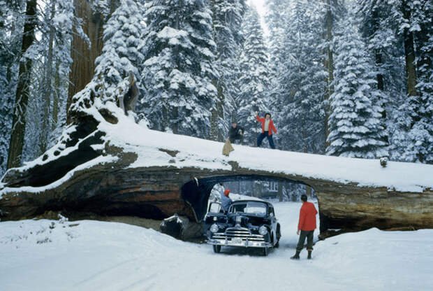 12. Туристы изучают гигантское поваленное дерево с вырезанным в нем тоннелем. Национальный парк Секвойя, май 1951 national geographic, история, природа, фотография