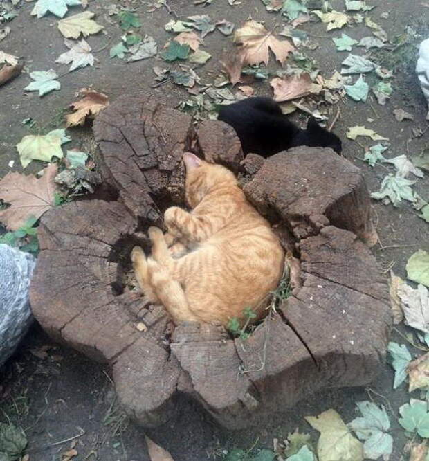 26 кошек, которые заснули в странных местах
