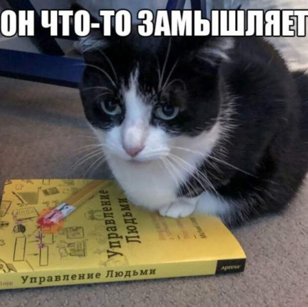 Субботний котопост картинки с надписями., смешные коты и кошки, фотоприколы