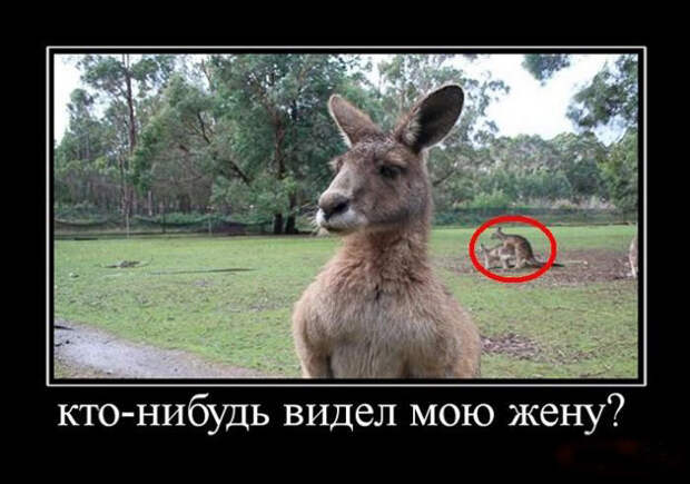 Демотиваторы про животных демотиваторы, животные, прикол, юмор