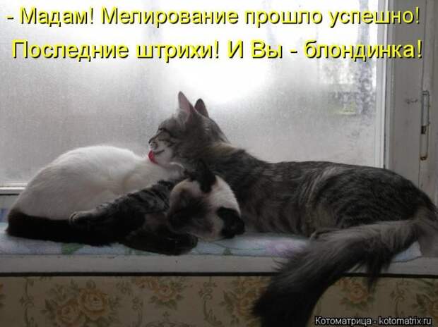 Котяры на приколе и их шаловливые друзья (35 фото)