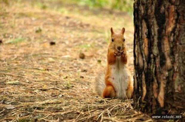 funny_animals_048