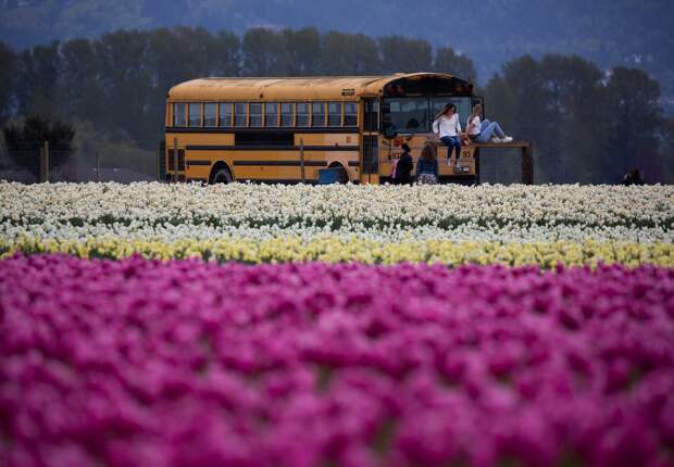 Фестиваль цветущих тюльпанов Skagit Valley Tulip Festival в Вашингтоне