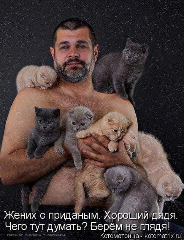 Ходячие котоматрицы. Няшные котейки Ходячие котоматрицы. Няшные котейки
