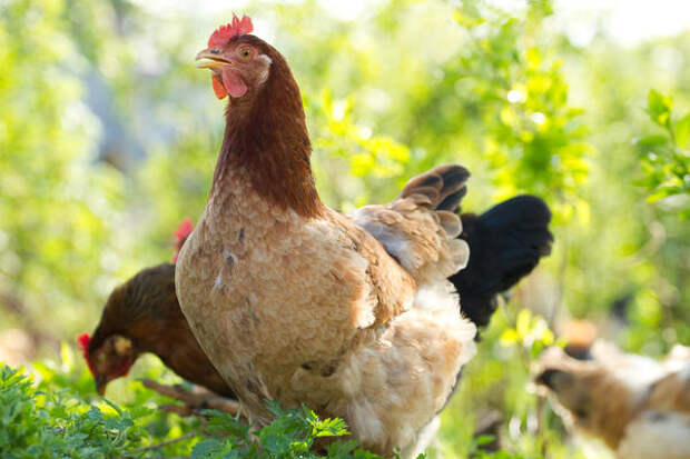 Цыплята превращаются в замечательных и полезных домашних животных