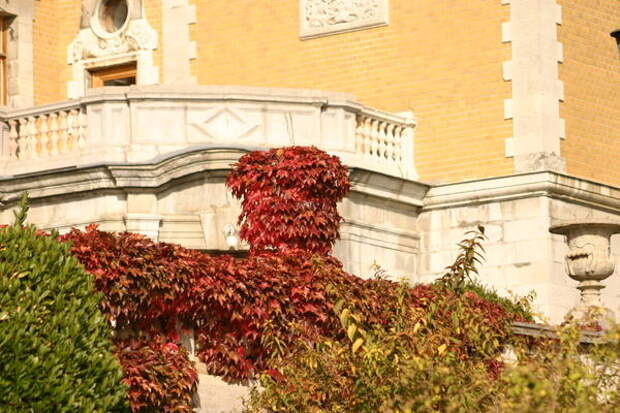 Осенняя вертикаль девичьего винограда триостренного