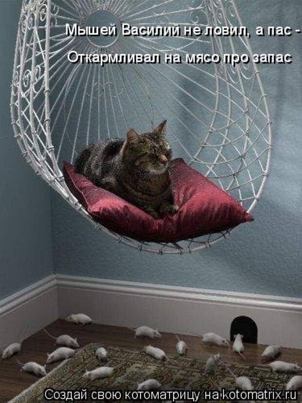 Котоматрица на Бугаге (34 фото)