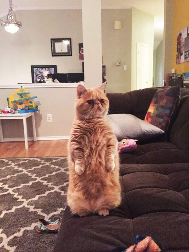кот Джорж 