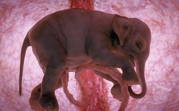 16 потрясающих фото нерождённых животных в утробе матери