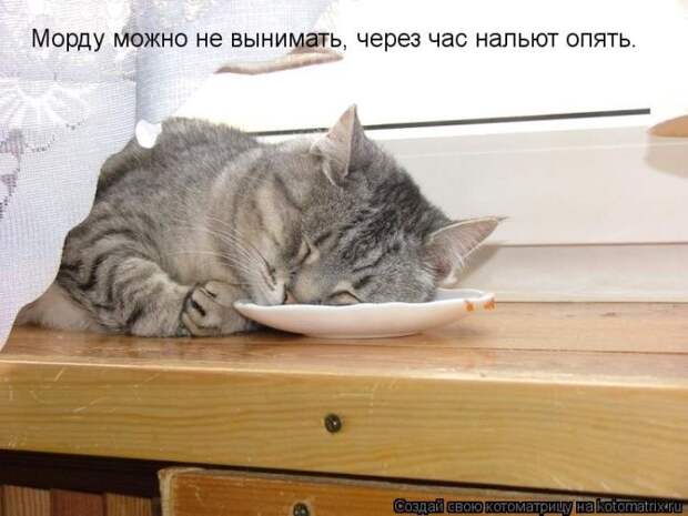 Прикольные и добрые котоматрицы на любой вкус и цвет(32 фото)