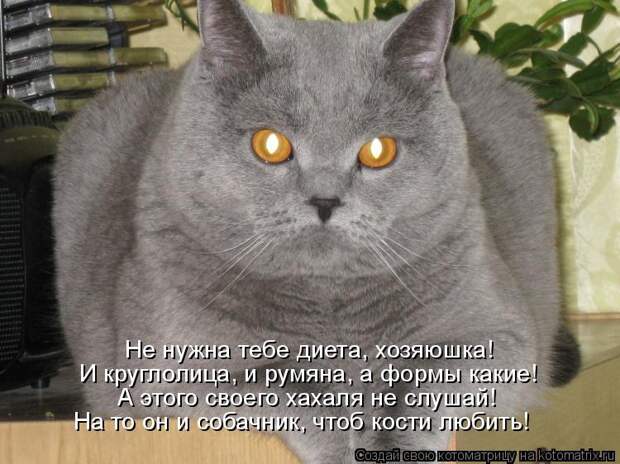 Котоматрица - Не нужна тебе диета, хозяюшка! И круглолица, и румяна, а формы какие! 