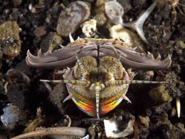 Самый жуткий хищник океана - червяк-убийца