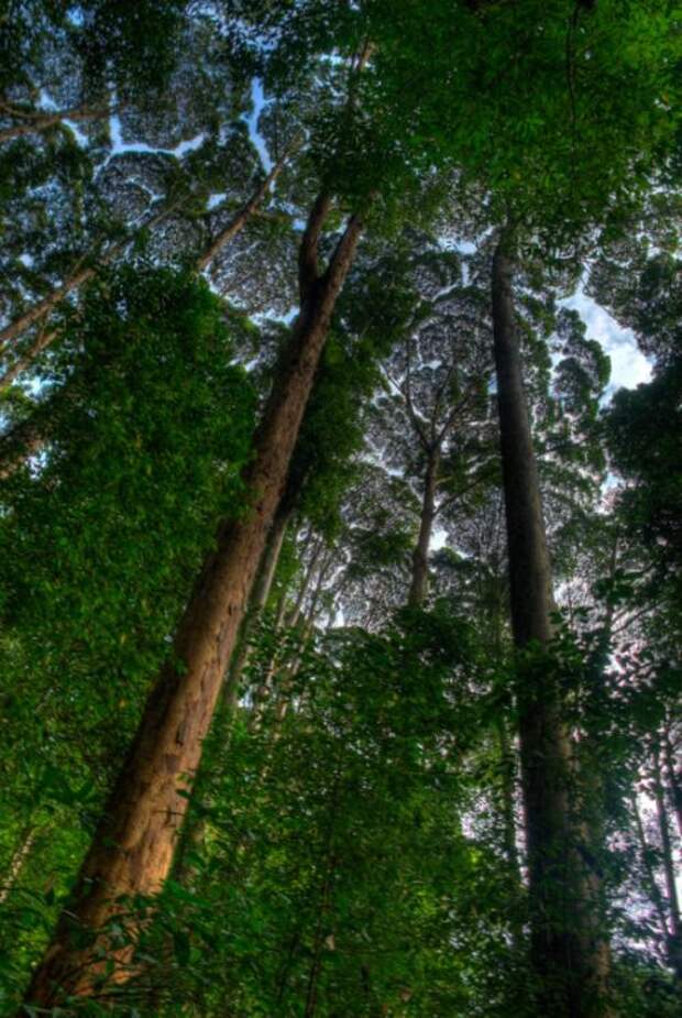 застенчивость кроны застенчивость кроны