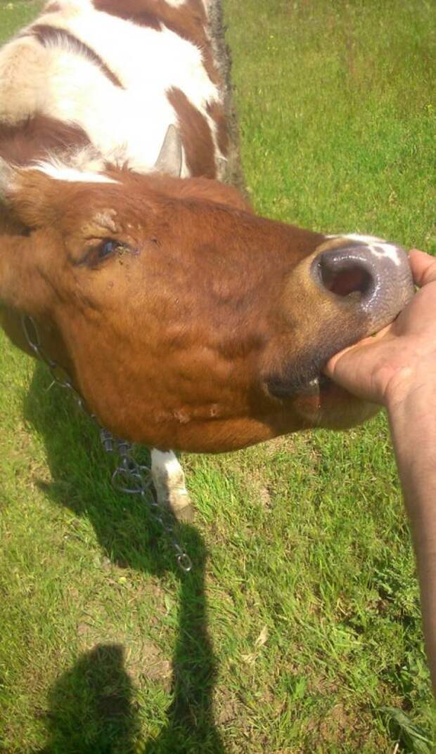 Животные на фото, вот кому живется хорошо.