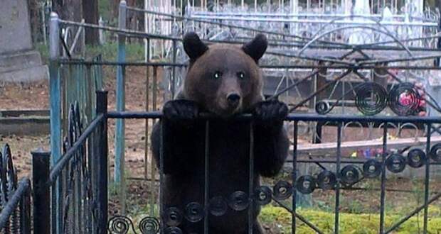 В Хабаровском крае медведь украл покойника из могилы