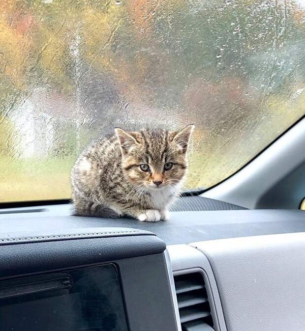 спасение котенка котенок в машине