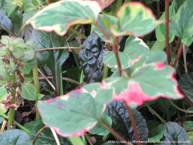 IMG_0986 (640x480, 205Kb)