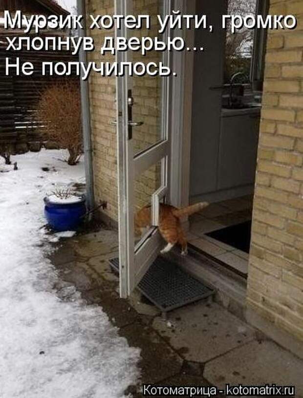 Котоматрицы(картинки с надписями)