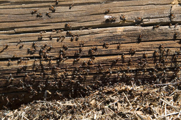 Как бороться с муравьями на даче? Совет агронома