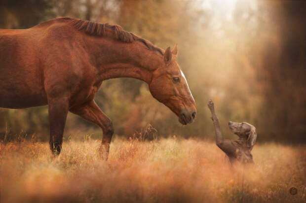 10 лучших фотографий животных в 2014 году по версии сайта 500px